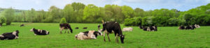 Cows grazing